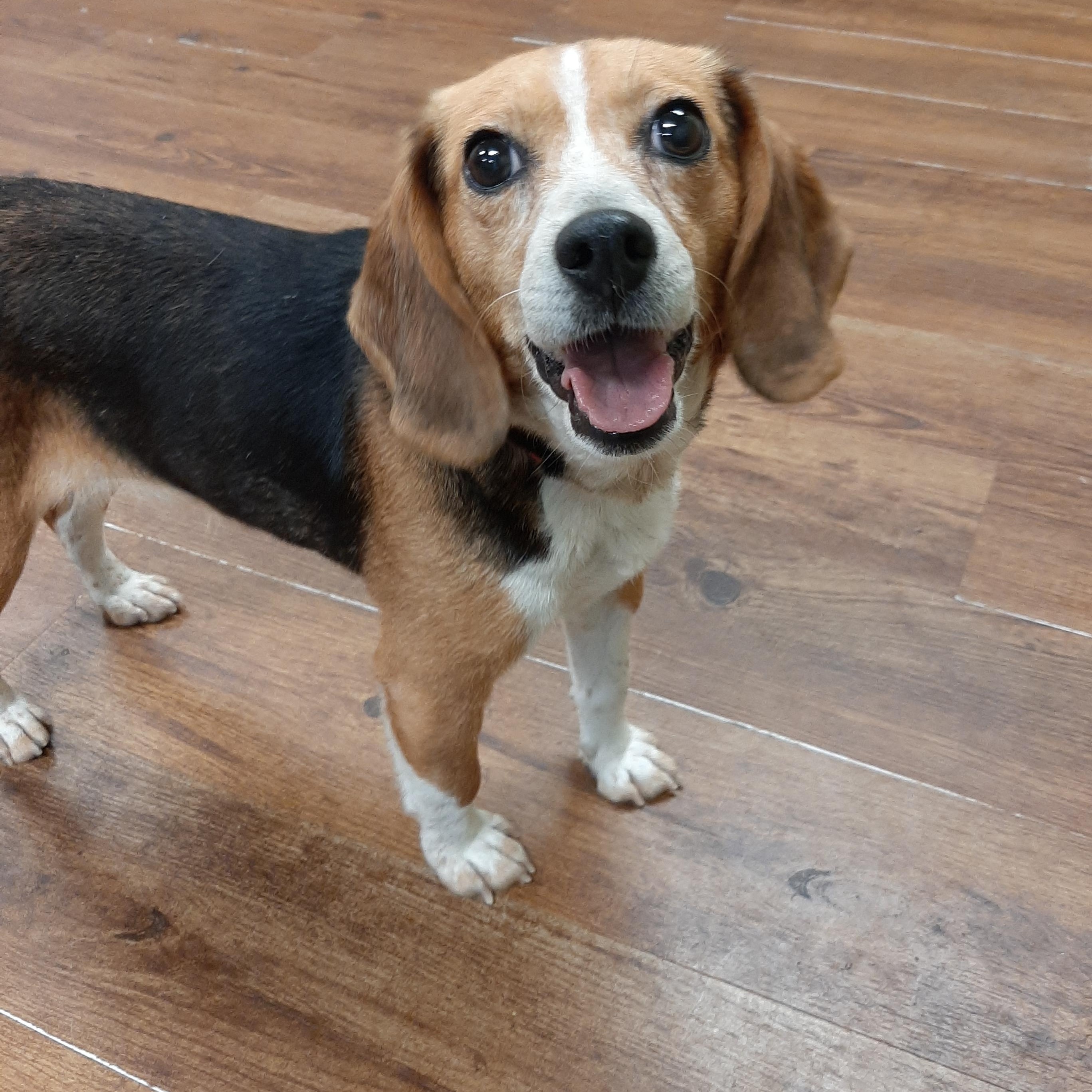 Nutmeg, an adoptable Beagle in Lake Odessa, MI image 1/3