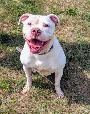 POLLY, Adoptable, Adult Female American Bulldog & Mixed Breed.