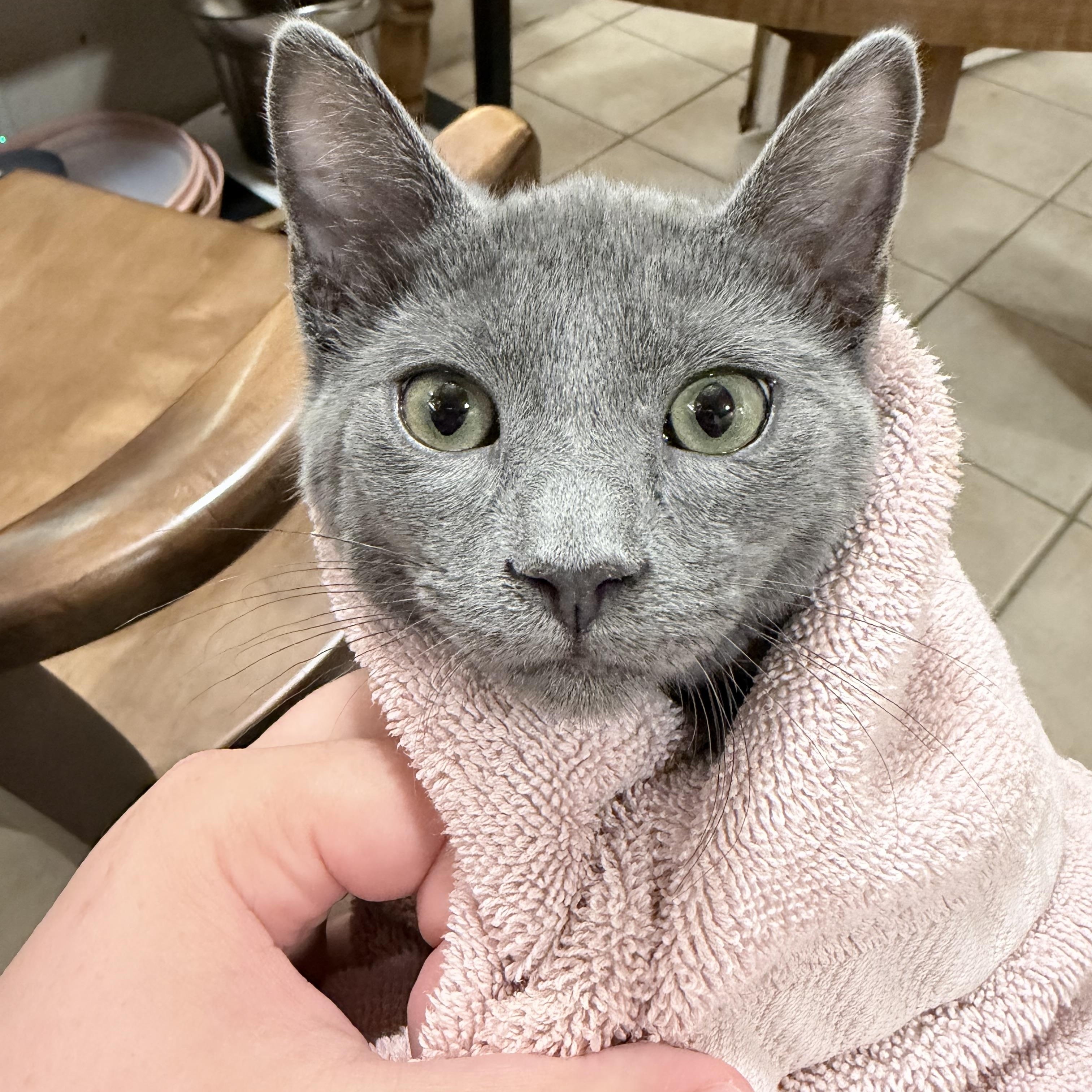 Enlarge Gandalf, a Adopted Domestic Short Hair in Pocatello, ID image 3/3