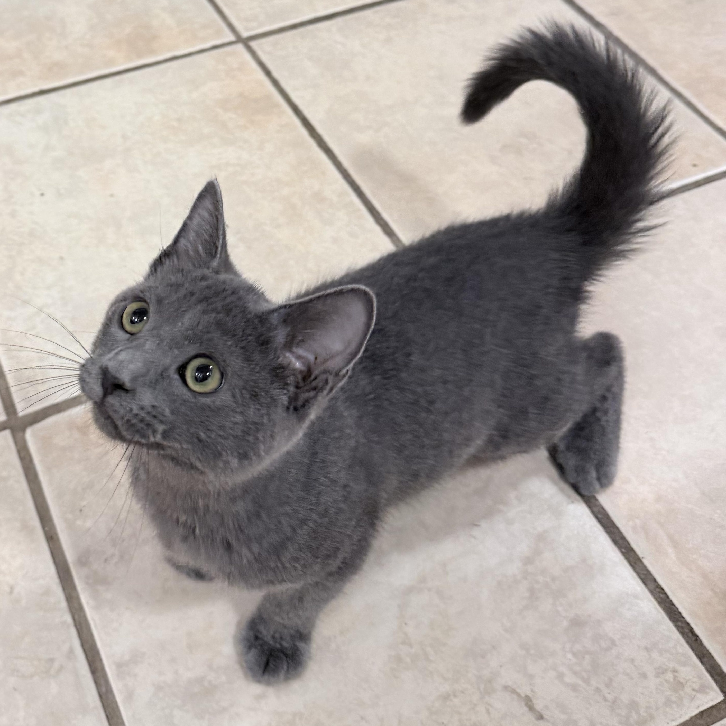Gandalf, Adopted, Kitten Male Domestic Short Hair.
