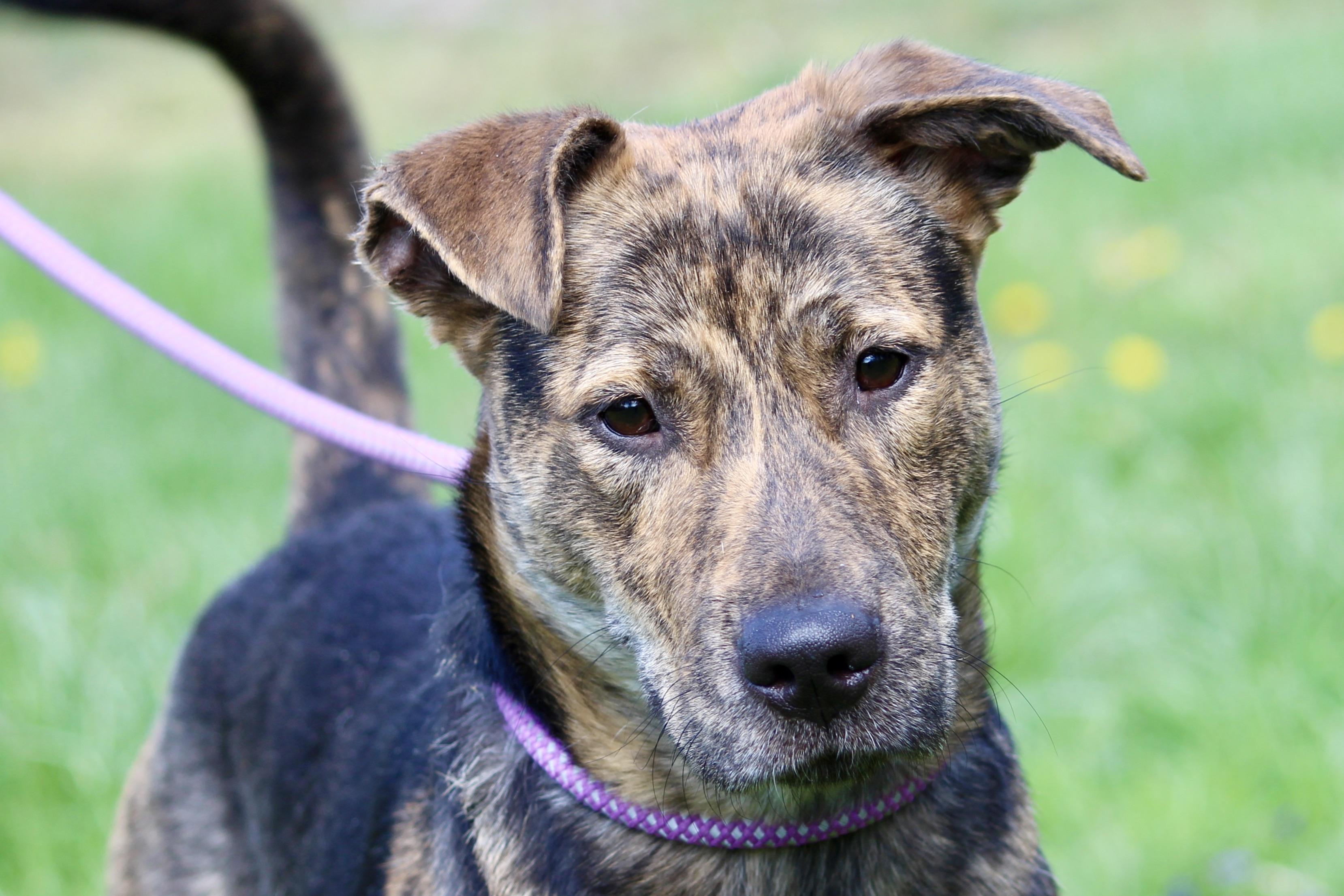 PERCY — thumbnail 2