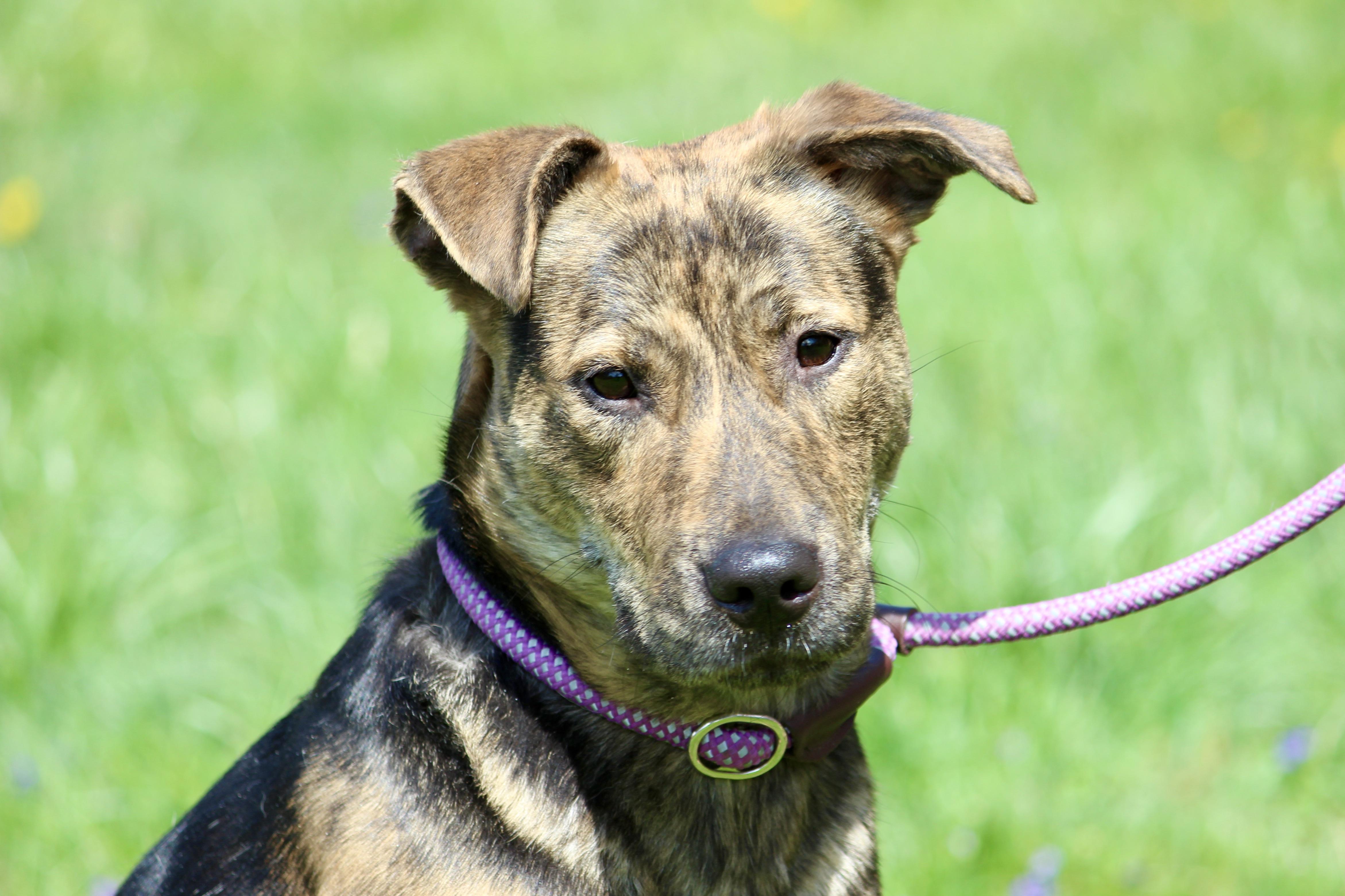 PERCY — thumbnail 3