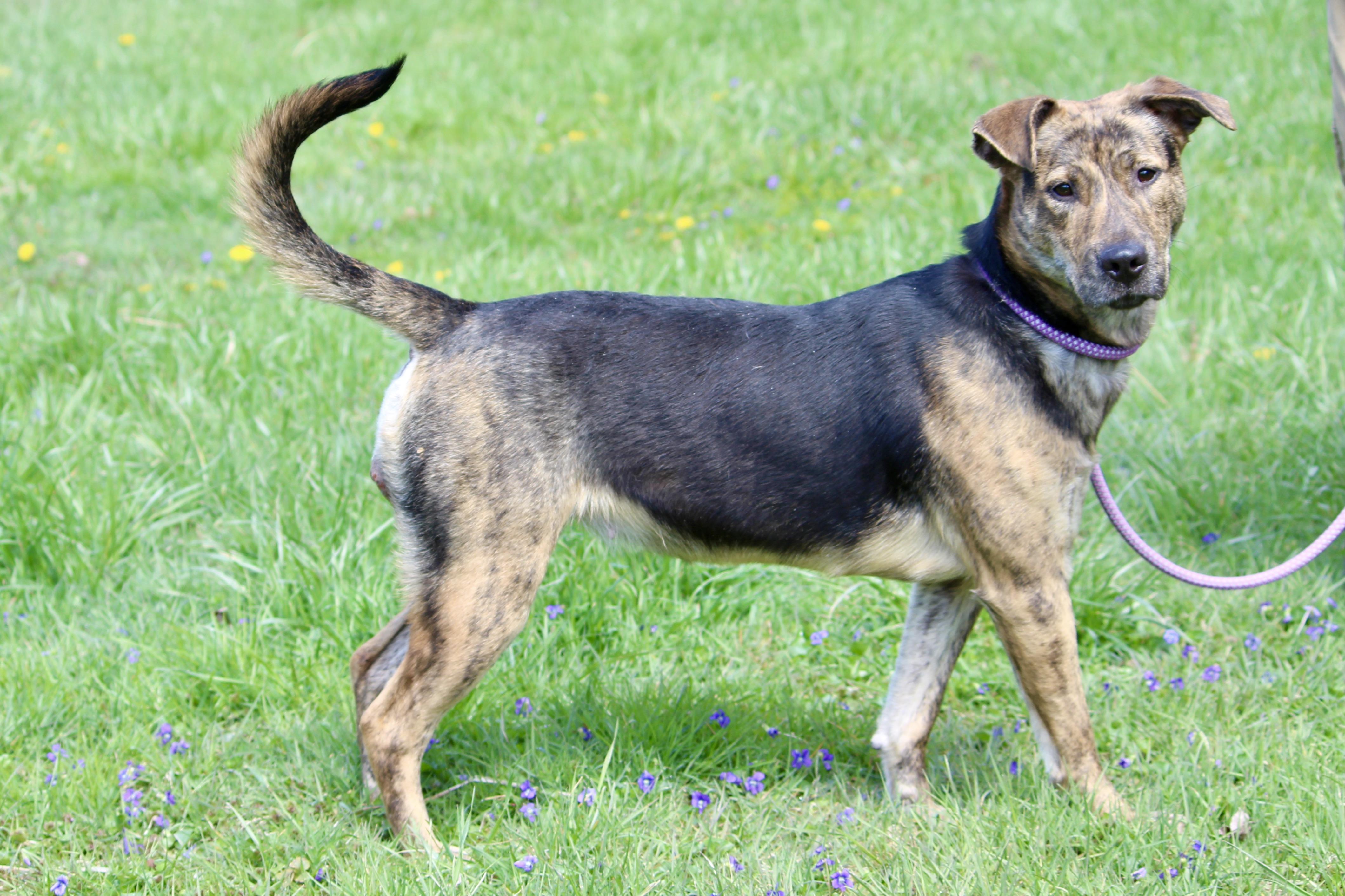 PERCY — thumbnail 4