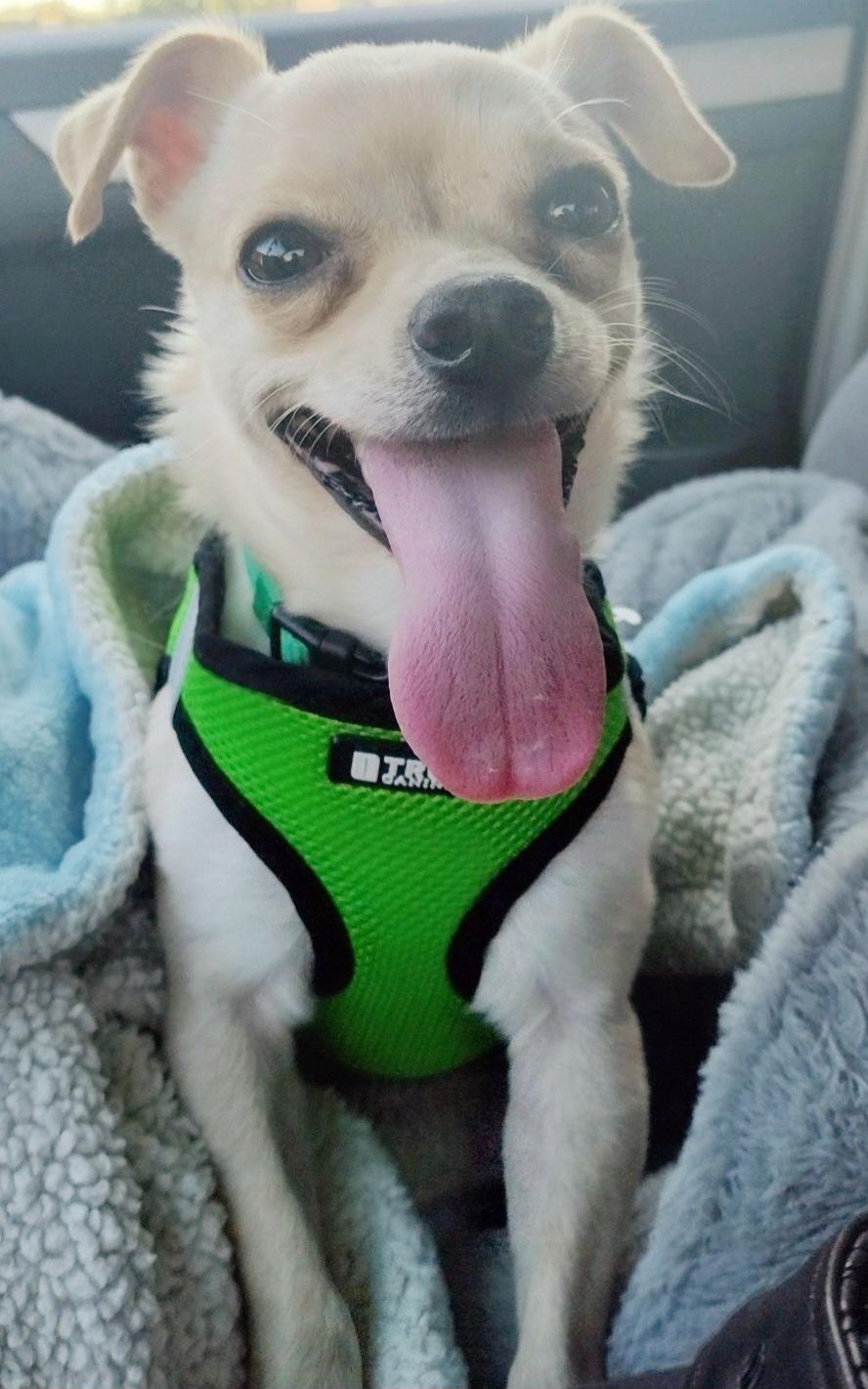 Bon Bon, Adopted, Adult Male Chihuahua.