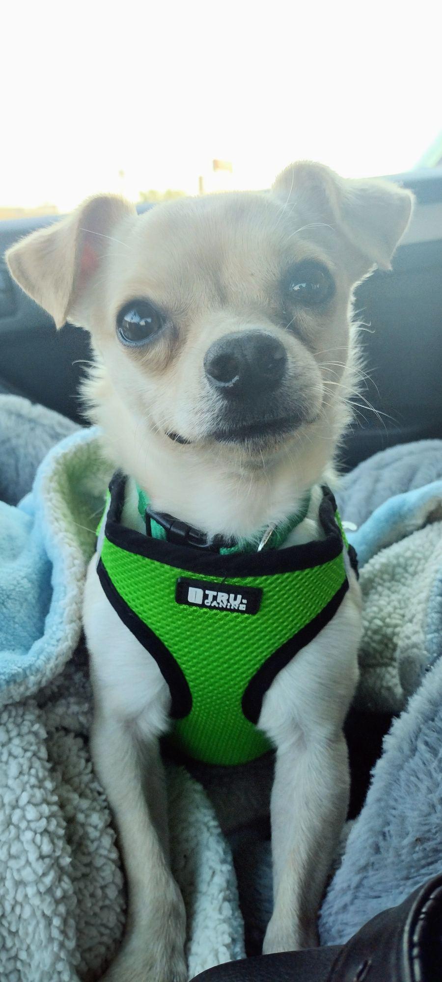 Enlarge Bon Bon, a Adopted Chihuahua in Fort Worth, TX image 3/3