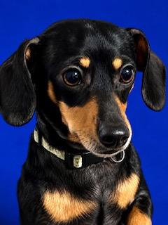 Marley, an adopted mixed breed in Ladson, SC image 1/4