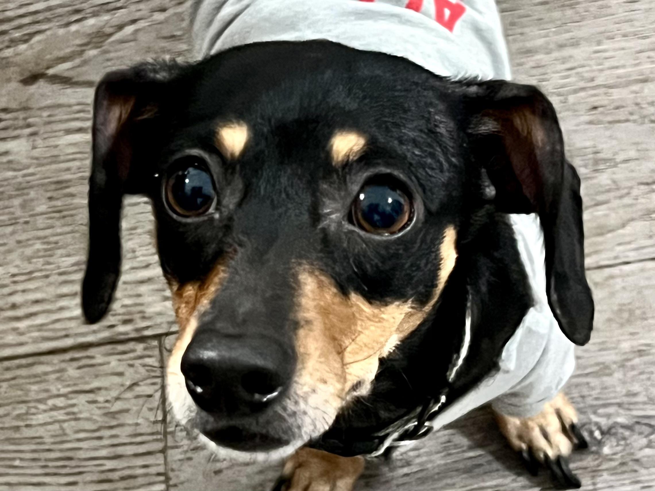 Marley, an adopted mixed breed in Ladson, SC image 4/4