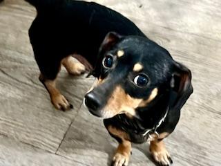 Marley, an adopted mixed breed in Ladson, SC image 2/4