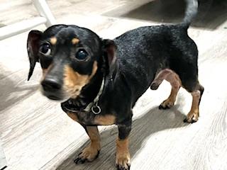 Marley, an adopted mixed breed in Ladson, SC image 3/4