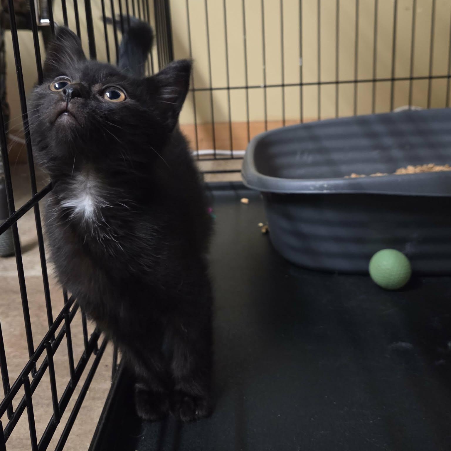 Enlarge Merlin, a Adoptable Domestic Medium Hair in Lancaster, KY image 3/3