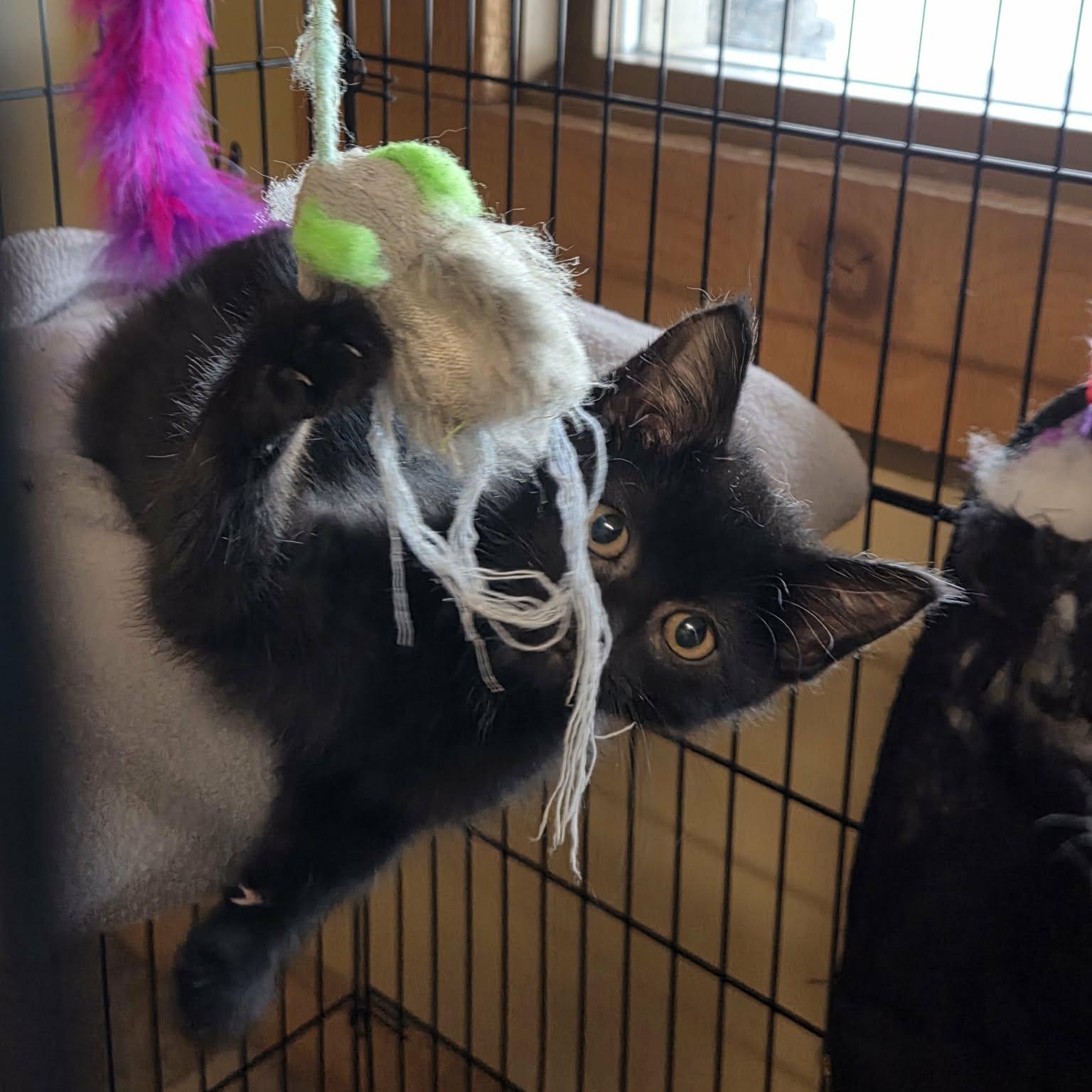 Enlarge Merlin, a Adoptable Domestic Medium Hair in Lancaster, KY image 2/3