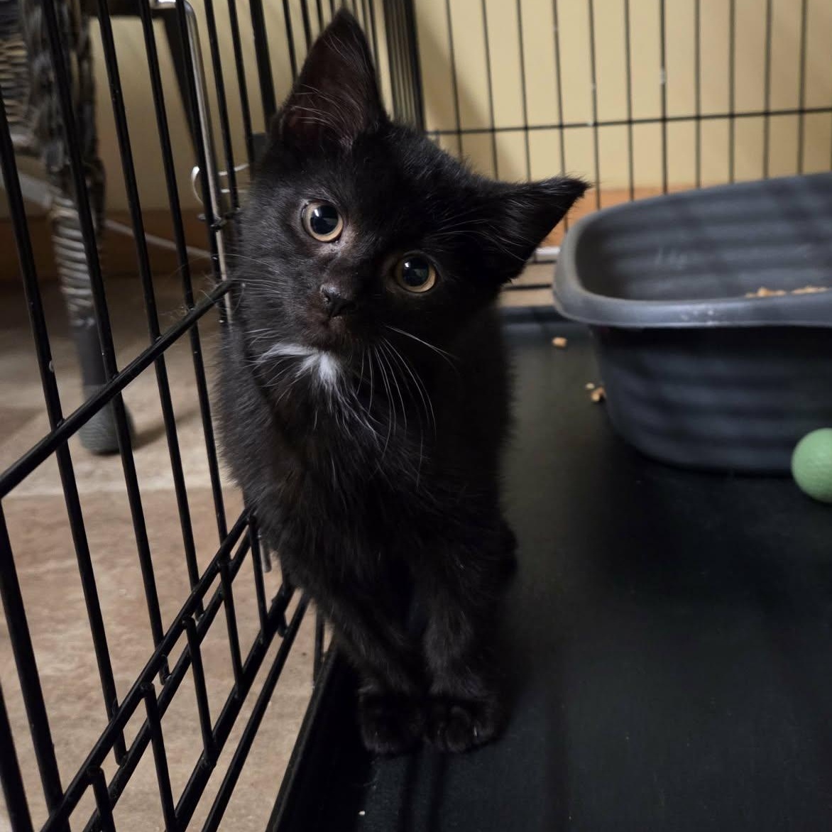 Merlin, Adoptable, Young Male Domestic Medium Hair.