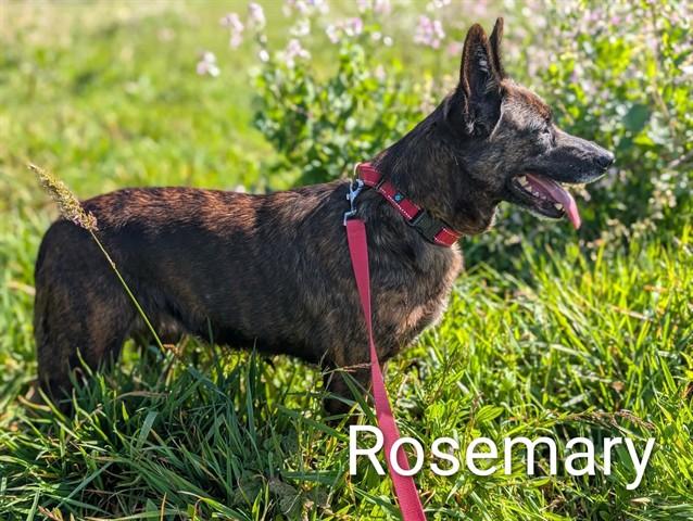 Enlarge ROSEMARY, a Adoptable mixed breed in McKinleyville, CA image 1/1