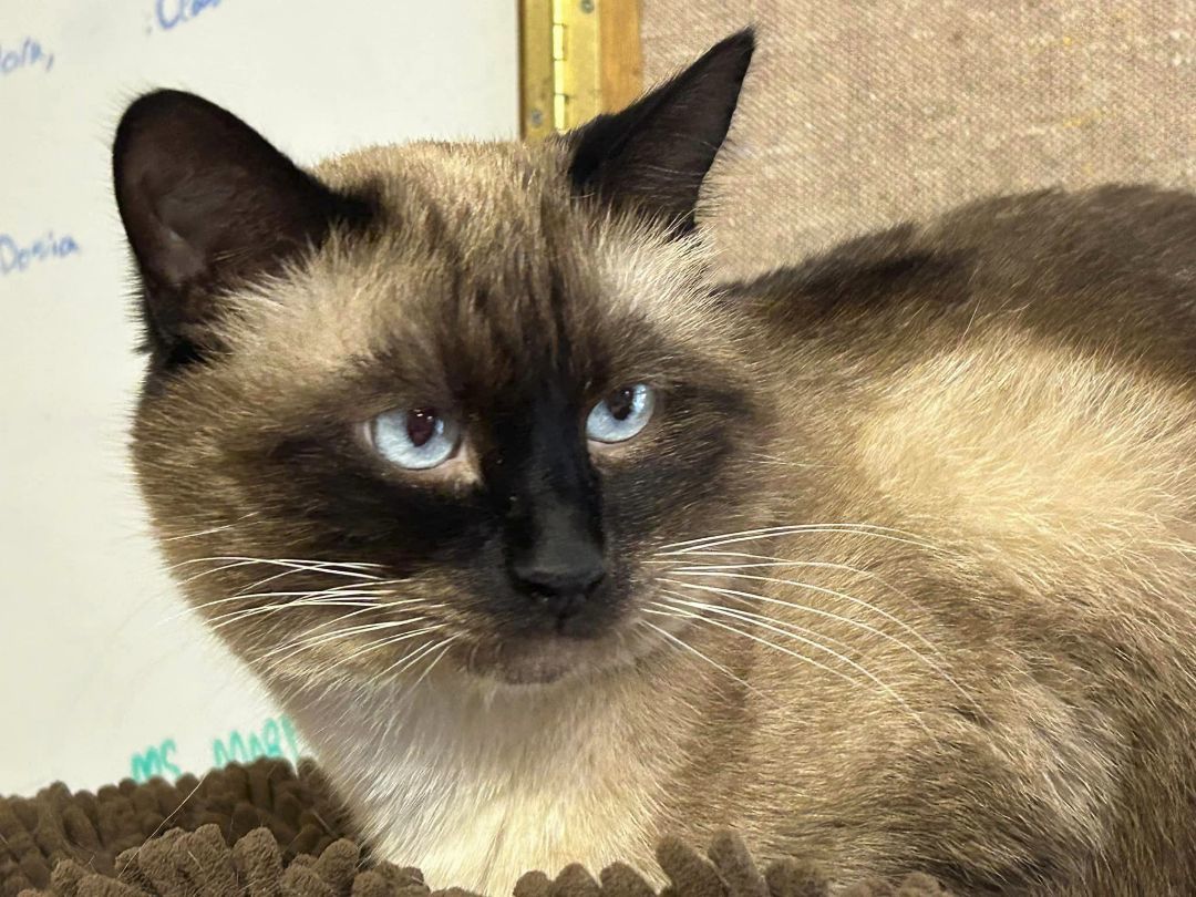 Enlarge Si, a Adoptable mixed breed in Chehalis, WA image 1/10