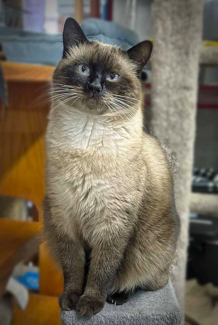 Enlarge Si, a Adoptable mixed breed in Chehalis, WA image 2/10