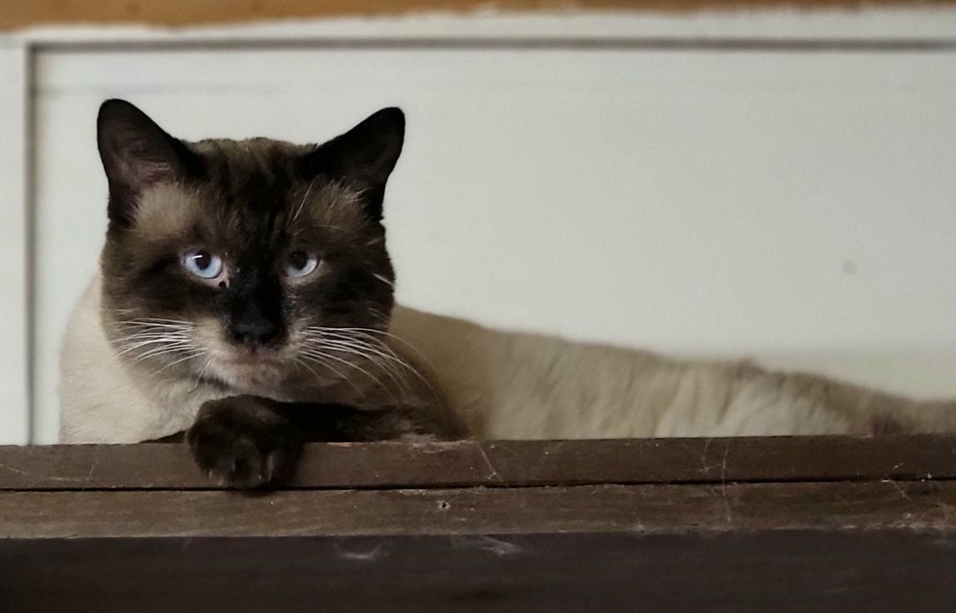 Enlarge Si, a Adoptable mixed breed in Chehalis, WA image 3/10