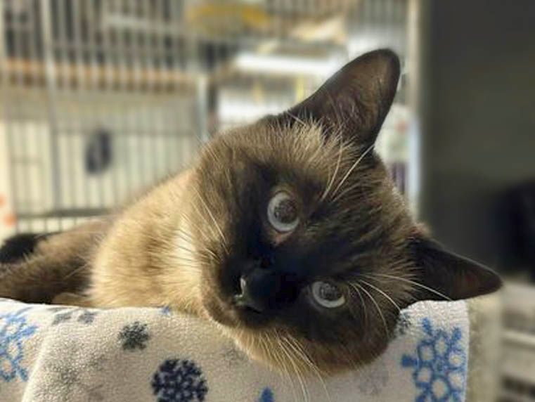 Enlarge Si, a Adoptable mixed breed in Chehalis, WA image 4/10