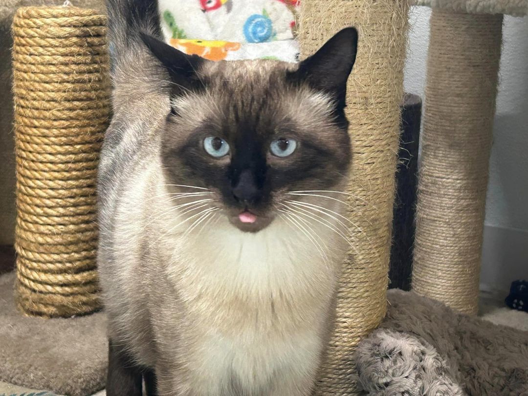 Enlarge Si, a Adoptable mixed breed in Chehalis, WA image 5/10