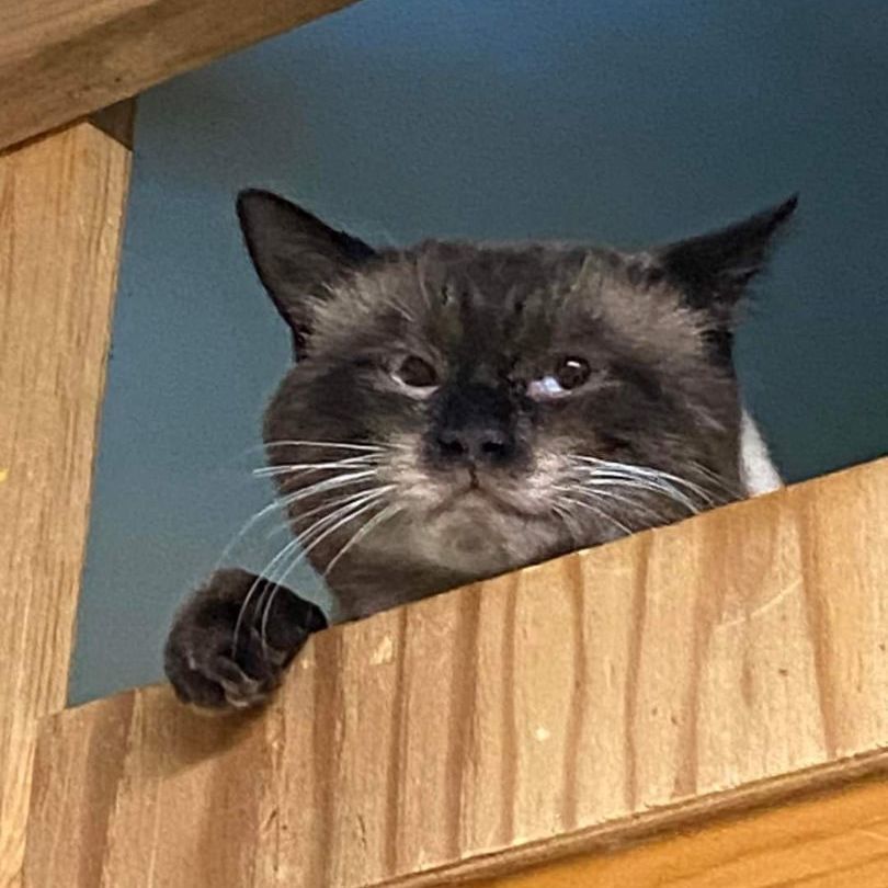 Enlarge Si, a Adoptable mixed breed in Chehalis, WA image 6/10