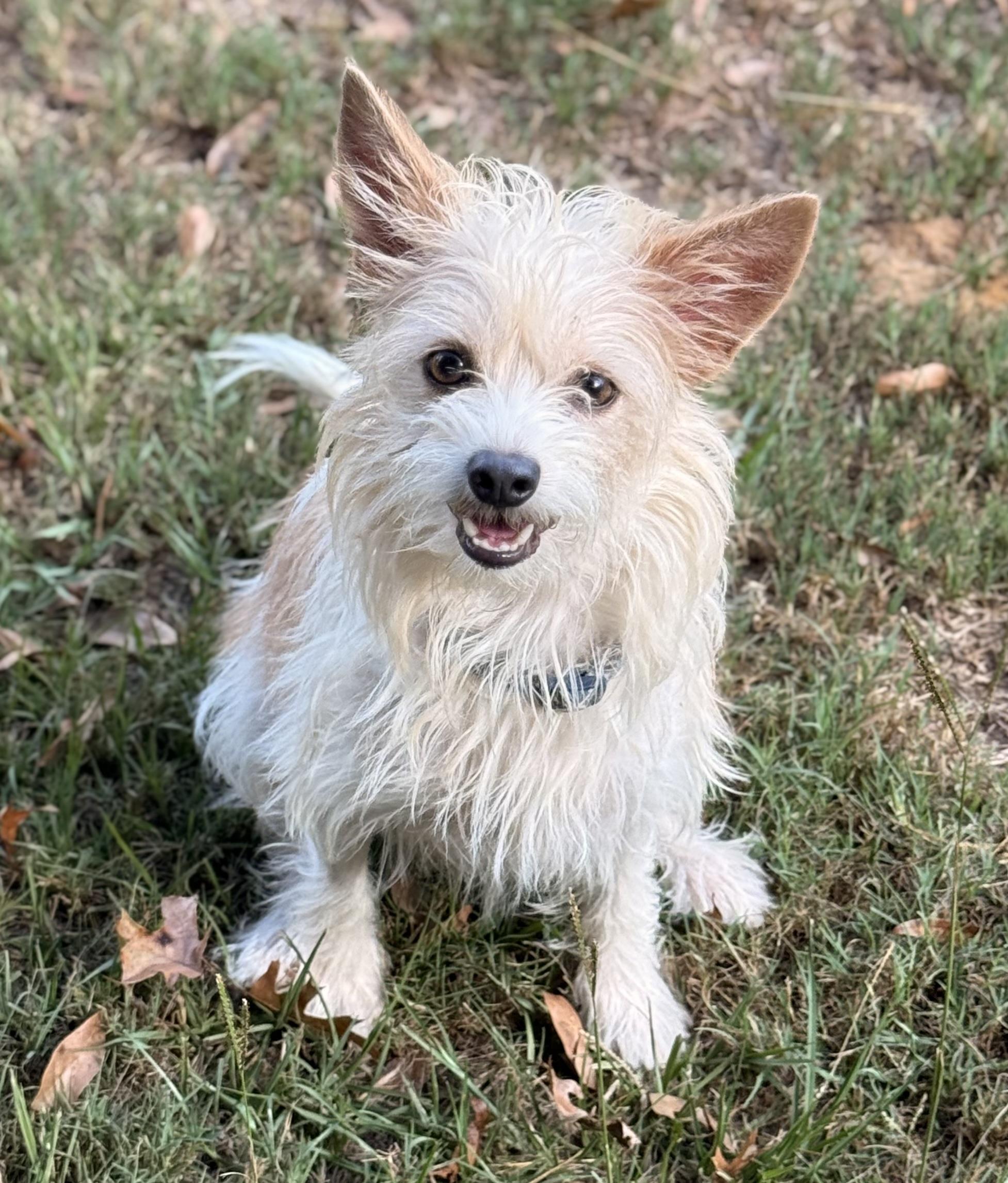 Enlarge Cassandra, a Adoptable Chorkie in Texarkana, TX image 1/6