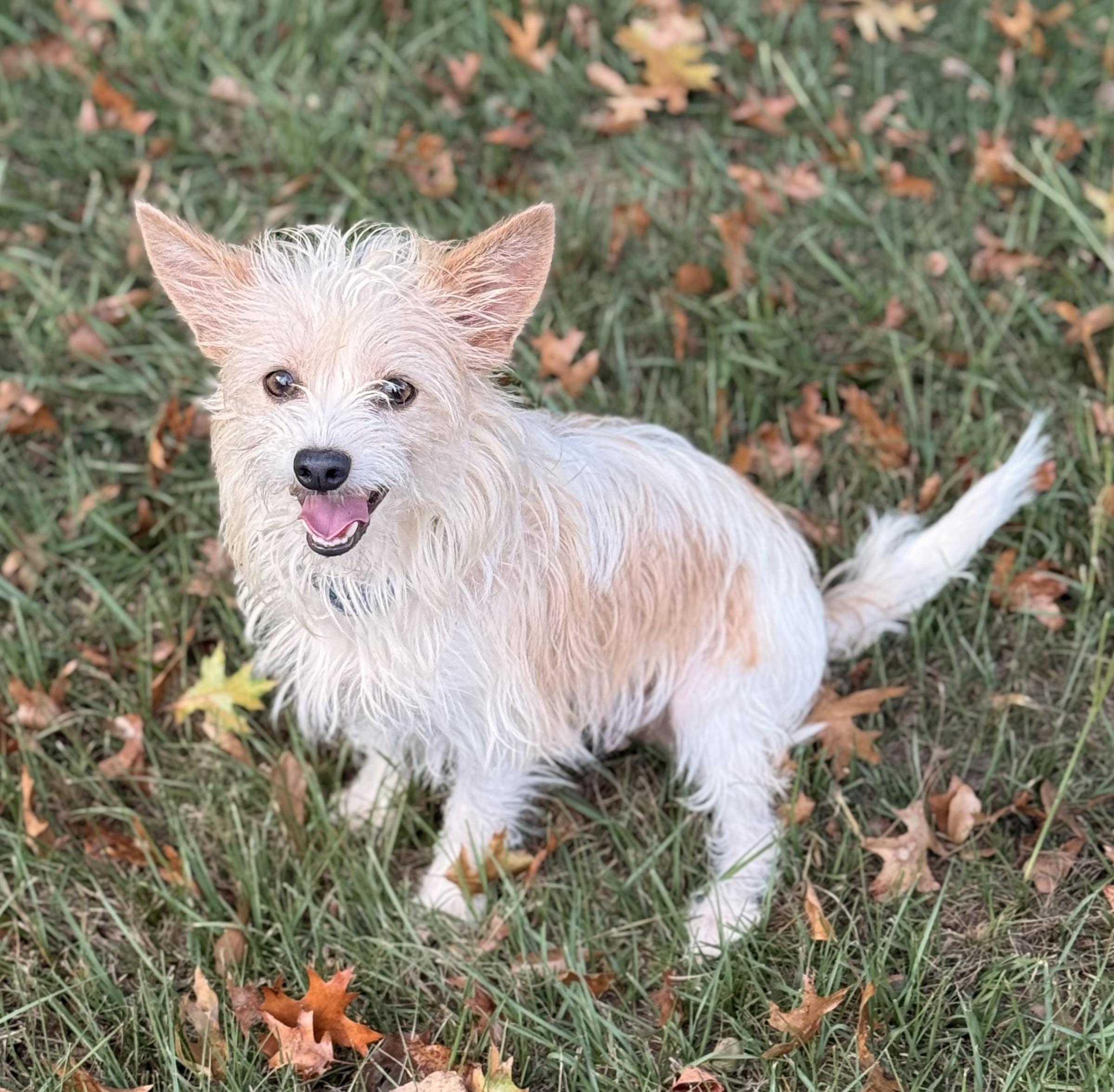 Enlarge Cassandra, a Adoptable Chorkie in Texarkana, TX image 2/6