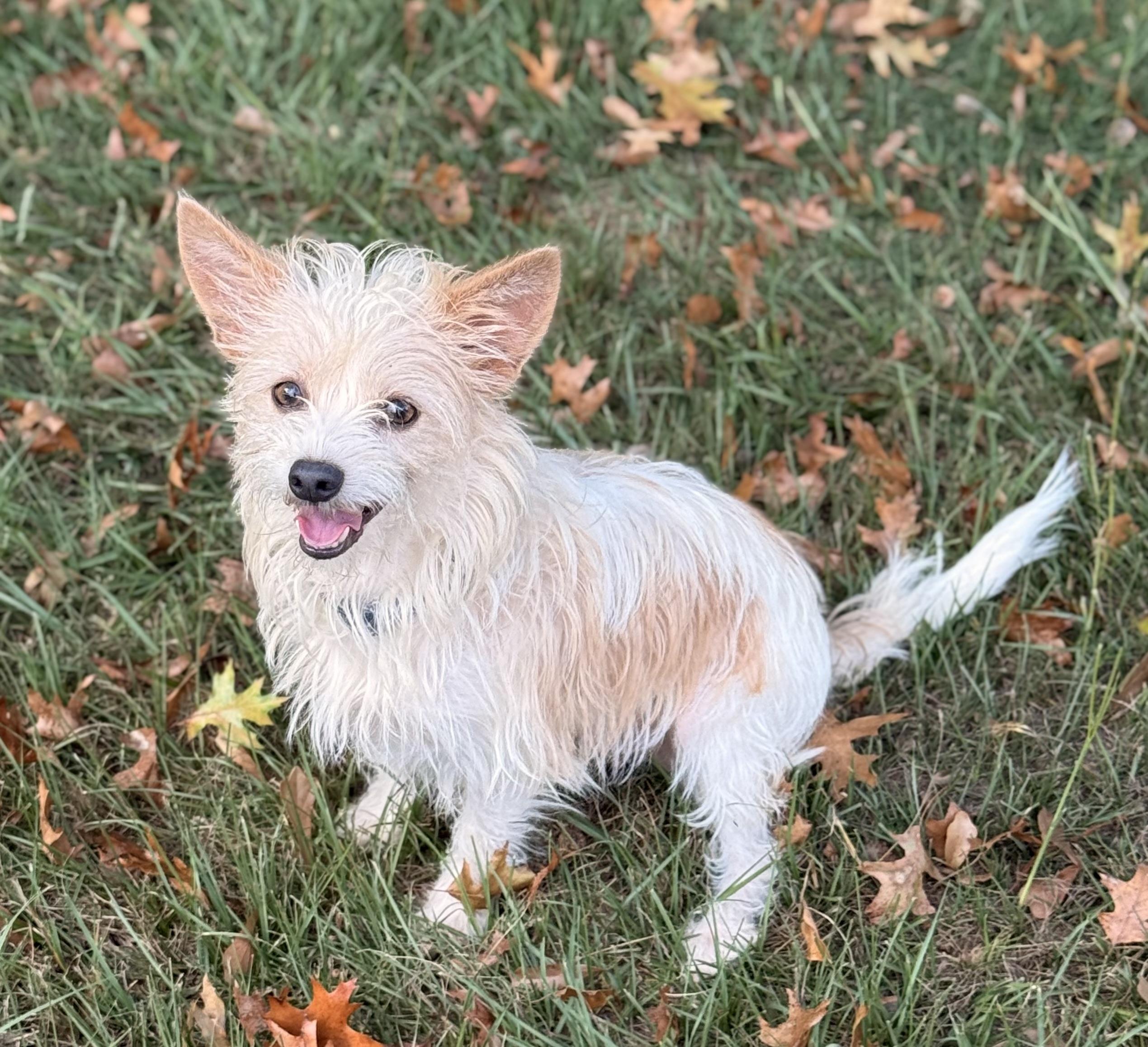 Enlarge Cassandra, a Adoptable Chorkie in Texarkana, TX image 3/6