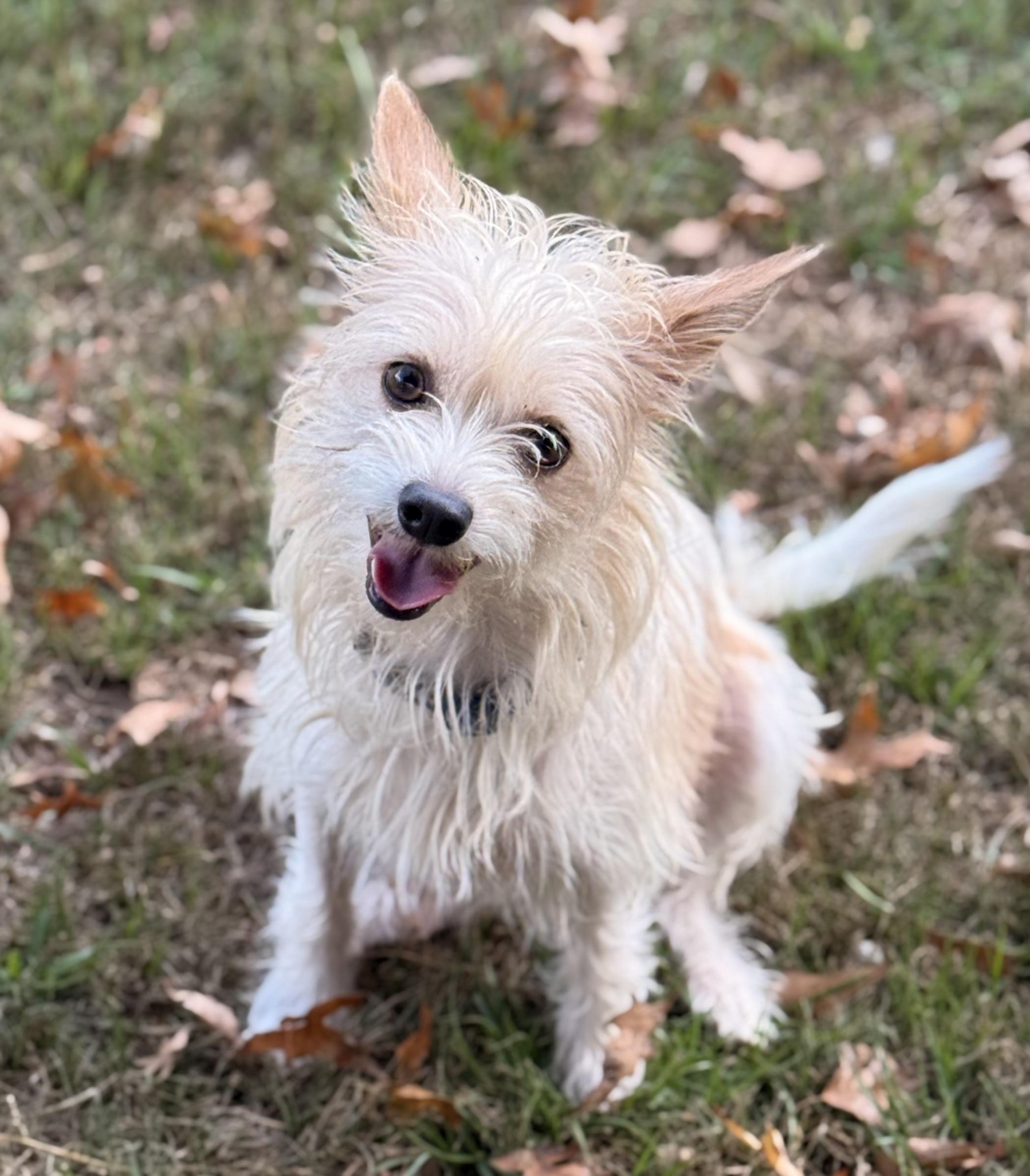 Enlarge Cassandra, a Adoptable Chorkie in Texarkana, TX image 4/6