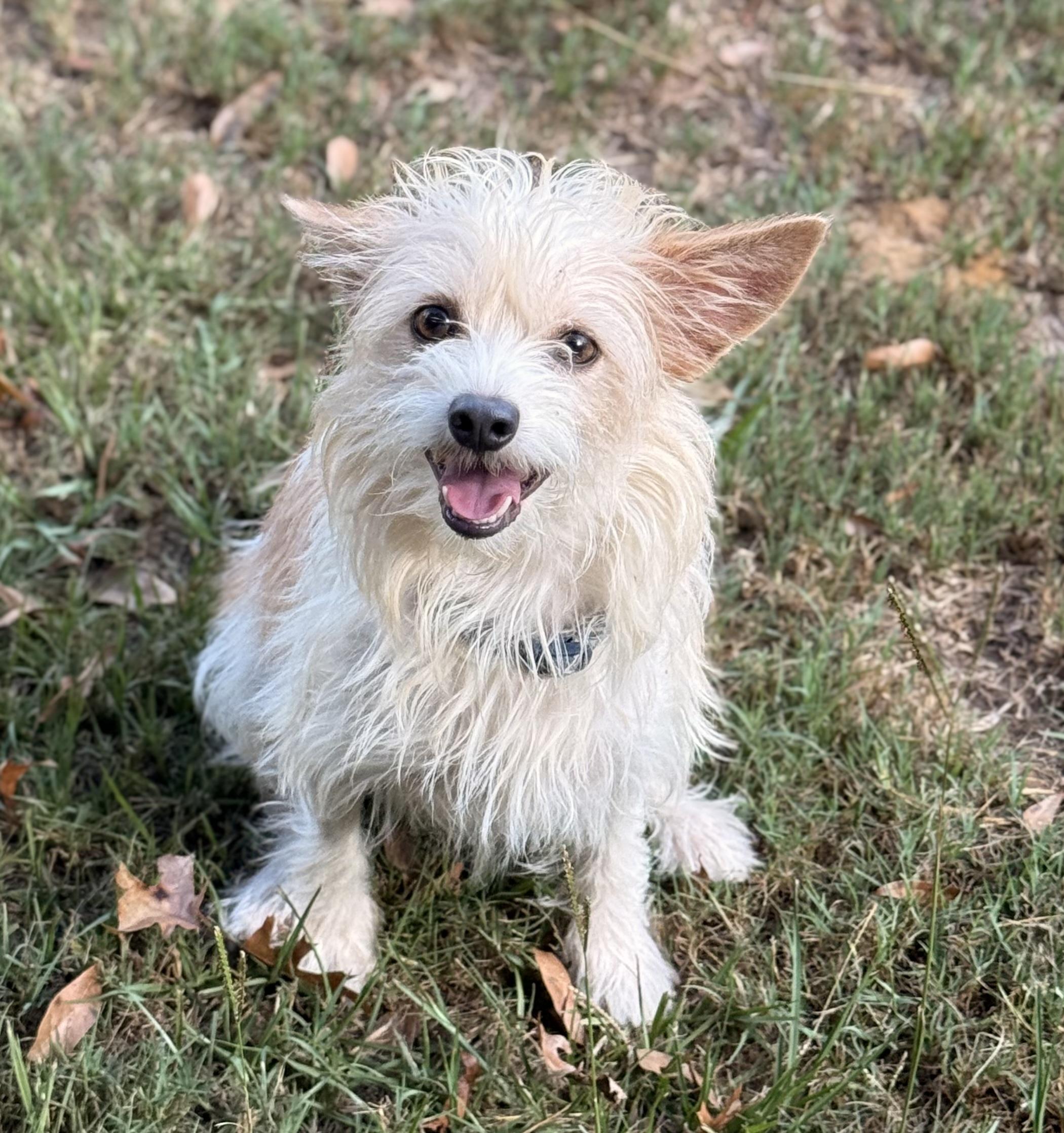 Enlarge Cassandra, a Adoptable Chorkie in Texarkana, TX image 6/6