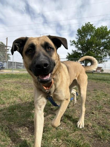 Marley, Adoptable, Adult Male German Shepherd Dog & Mixed Breed.