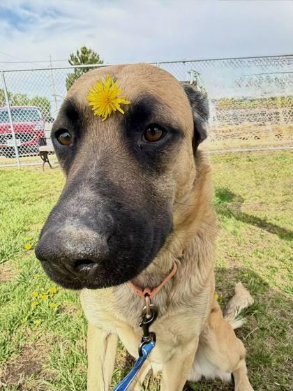 Enlarge Marley, a Adoptable mixed breed in Scottsbluff, NE image 2/3