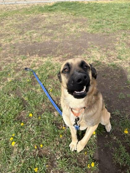 Enlarge Marley, a Adoptable mixed breed in Scottsbluff, NE image 3/3