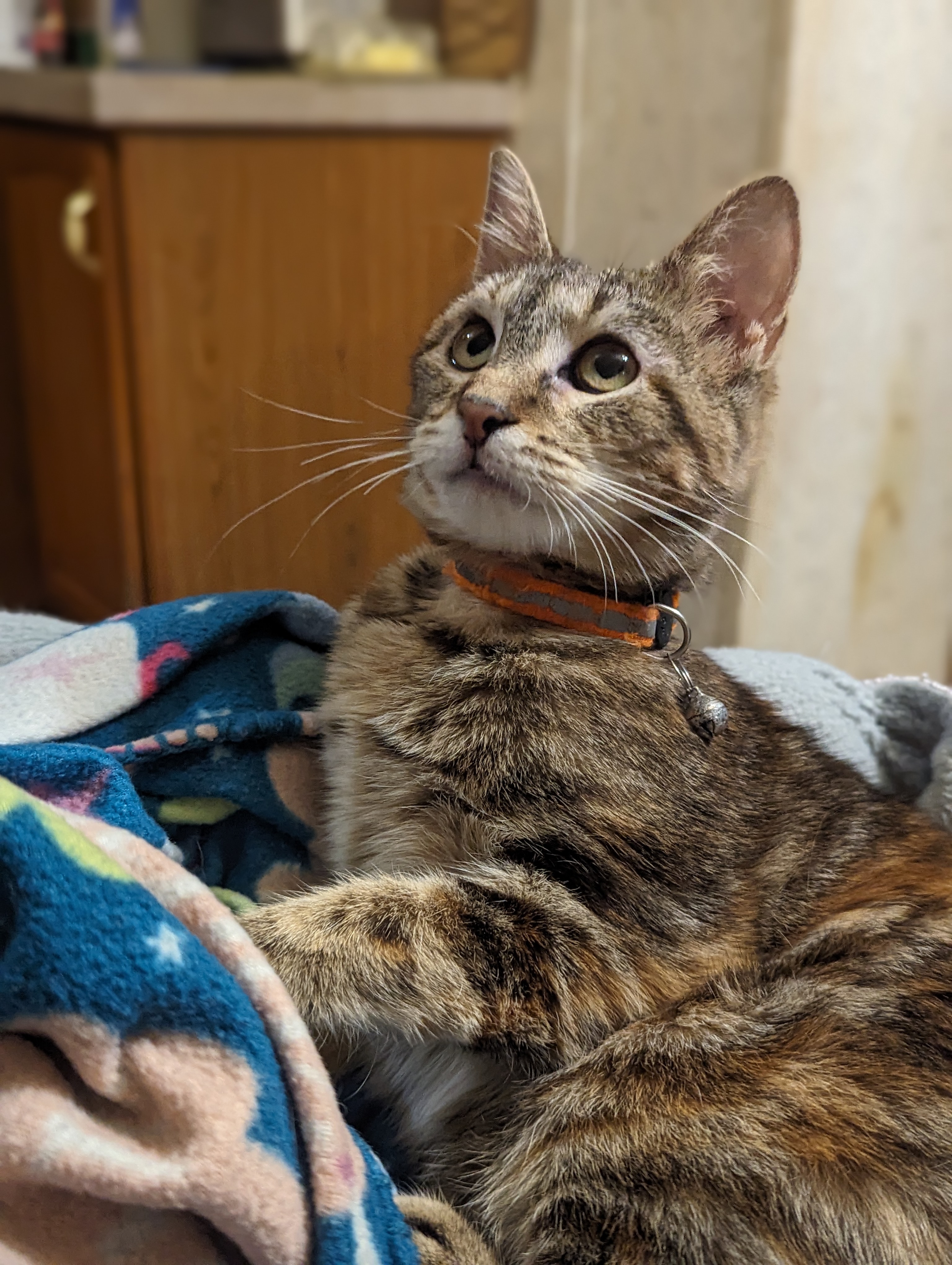Tiana, an adopted Domestic Short Hair in Kearney, NE_image-1