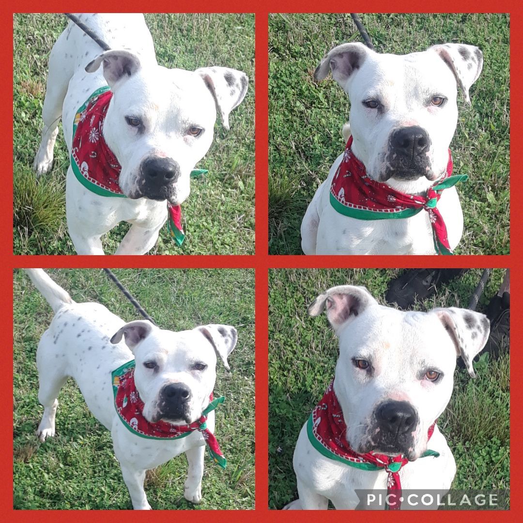 DAVIE, Adopted, Adult Male American Bully & Dalmatian.