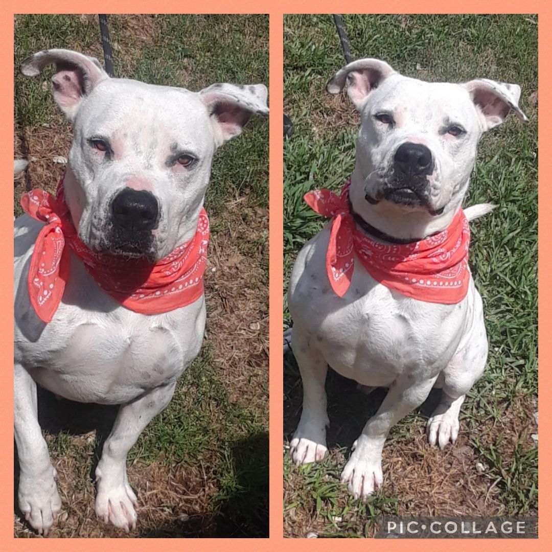 DAVIE, a Adopted mixed breed in Rayne, LA image 2/4