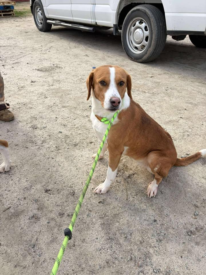 Rosie, a ADOPTABLE mixed breed in Mullins, SC image 1/3