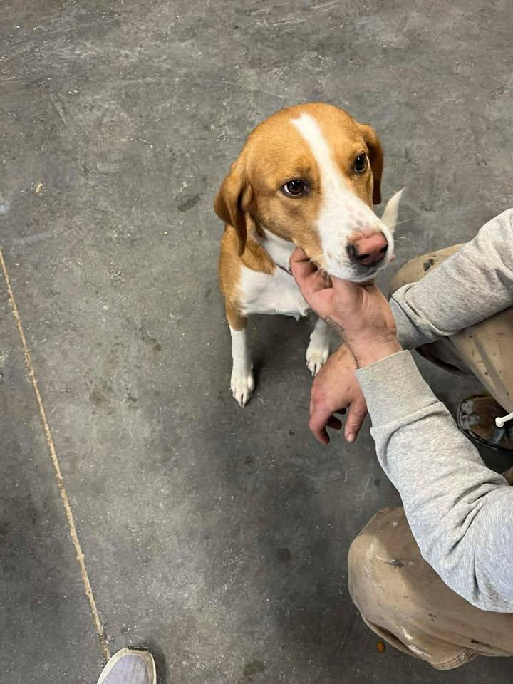 Rosie, a ADOPTABLE mixed breed in Mullins, SC image 3/3