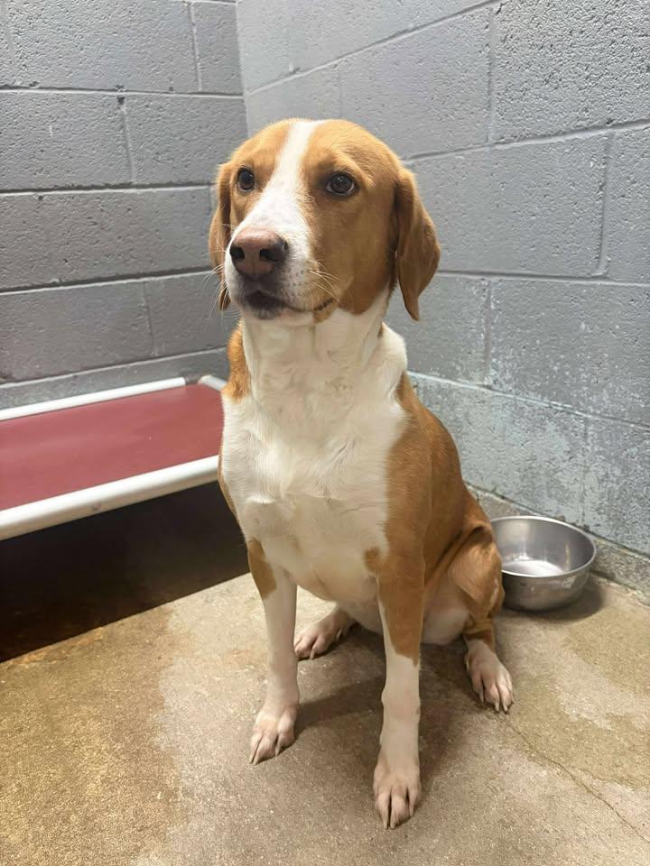 Rosie, a ADOPTABLE mixed breed in Mullins, SC image 2/3