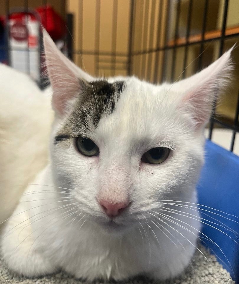 Enlarge Ross, a Adopted Domestic Short Hair in Covina , CA image 1/1