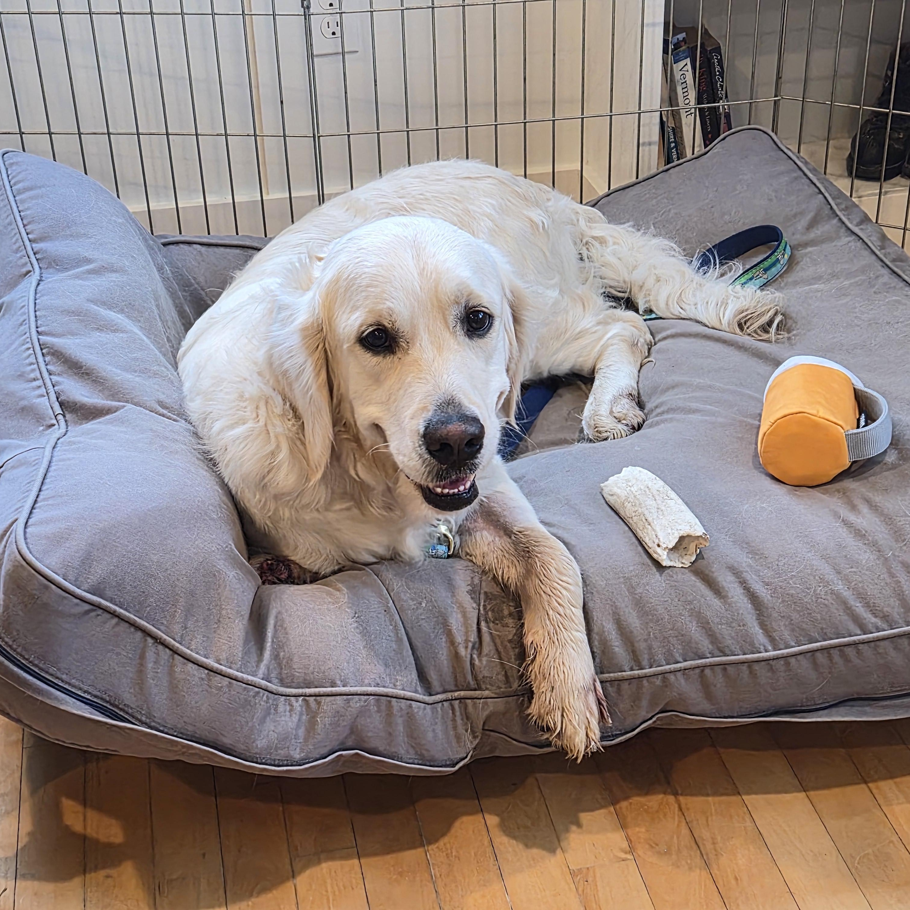 Enlarge Lulu - in Vermont, a ADOPTABLE Golden Retriever in New Boston, NH image 1/6