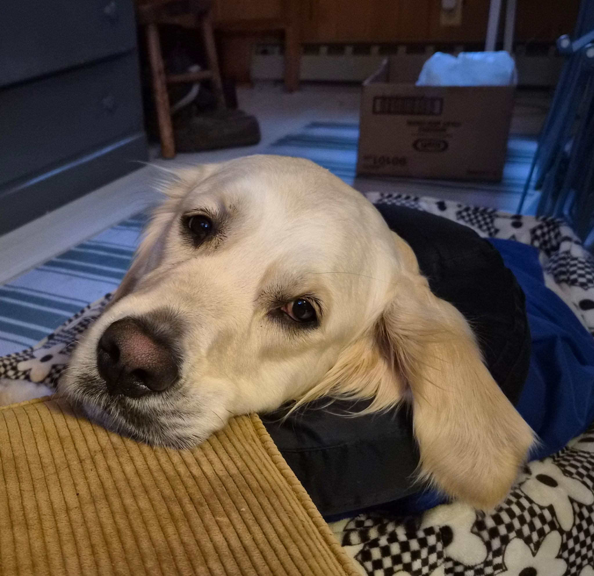 Enlarge Lulu - in Vermont, a ADOPTABLE Golden Retriever in New Boston, NH image 2/6