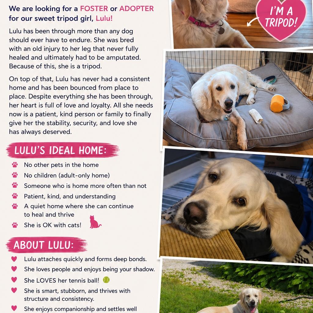 Enlarge Lulu - in Vermont, a ADOPTABLE Golden Retriever in New Boston, NH image 6/6