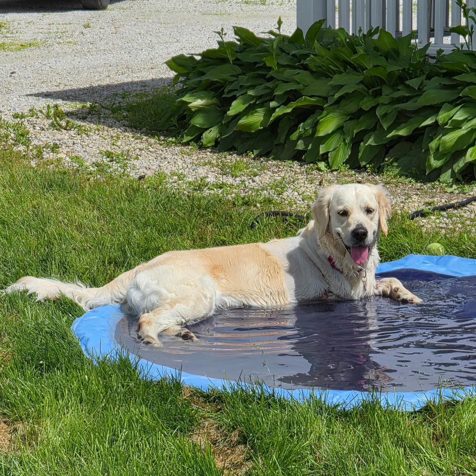 Enlarge Lulu - in Vermont, a ADOPTABLE Golden Retriever in New Boston, NH image 3/6