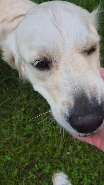 Enlarge Lulu - in Vermont, a ADOPTABLE Golden Retriever in New Boston, NH video 5/6