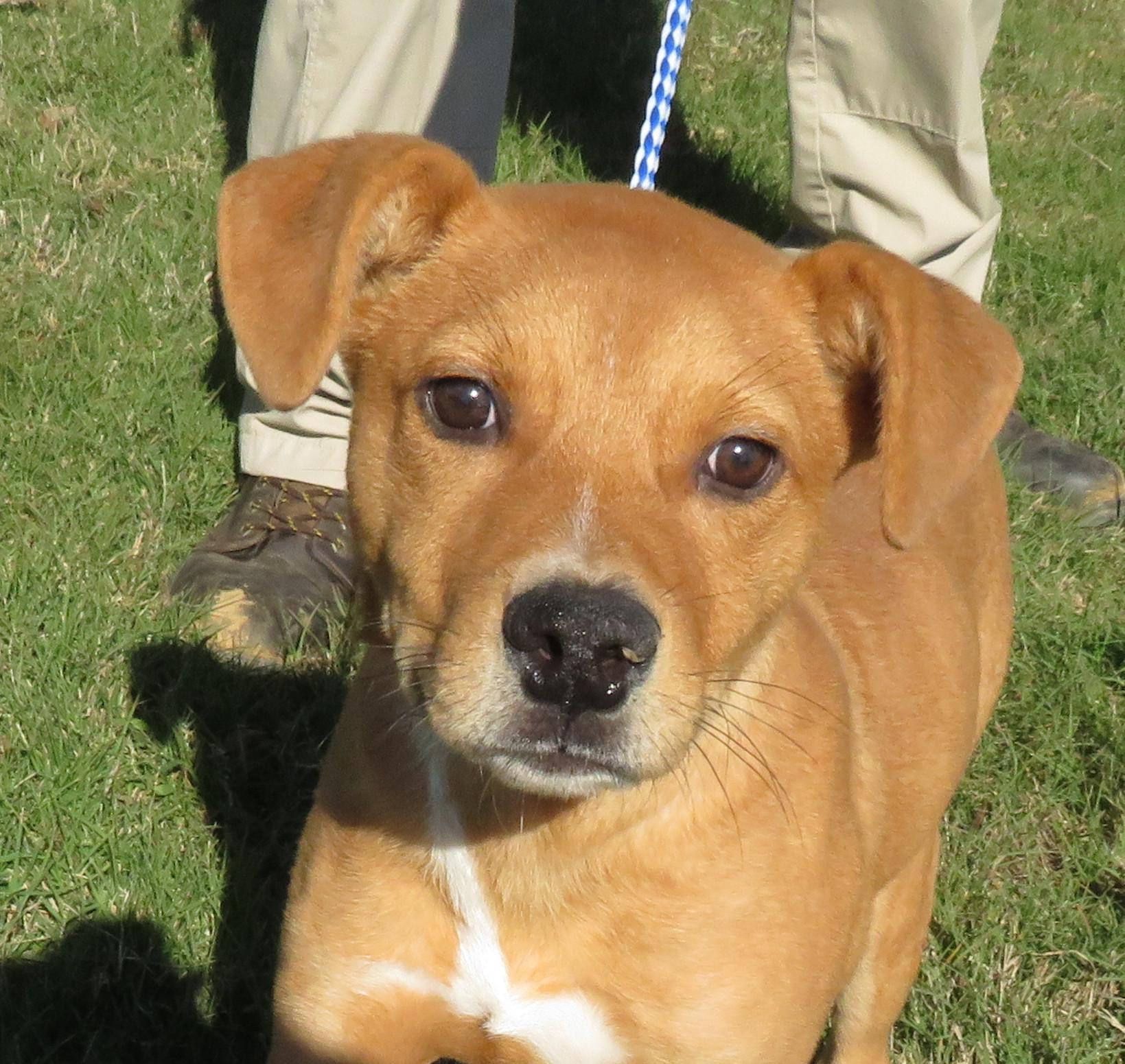 Zed, Adoptable, Puppy Male Terrier.