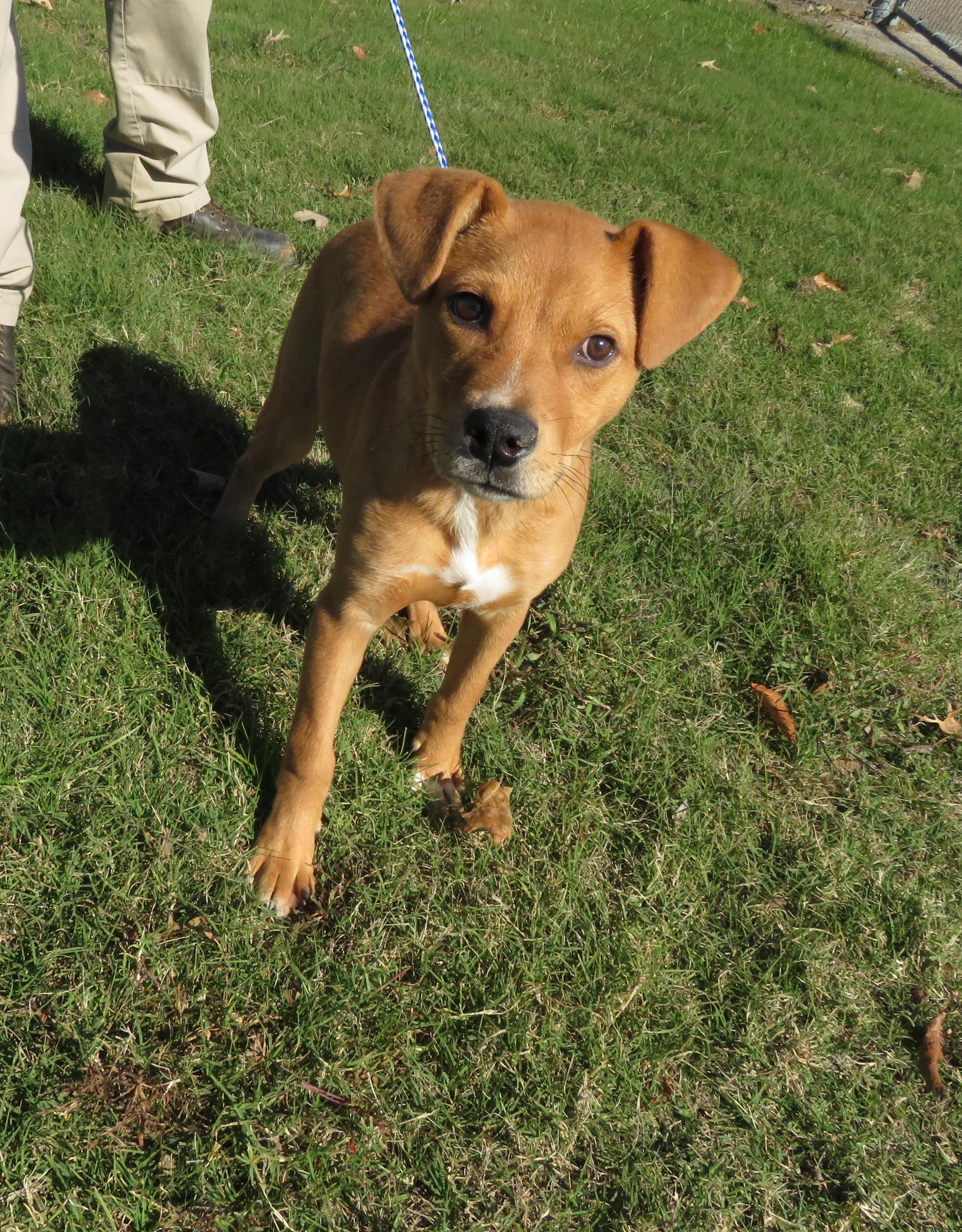 Zed, a Adoptable mixed breed in Nesbit, MS image 2/3