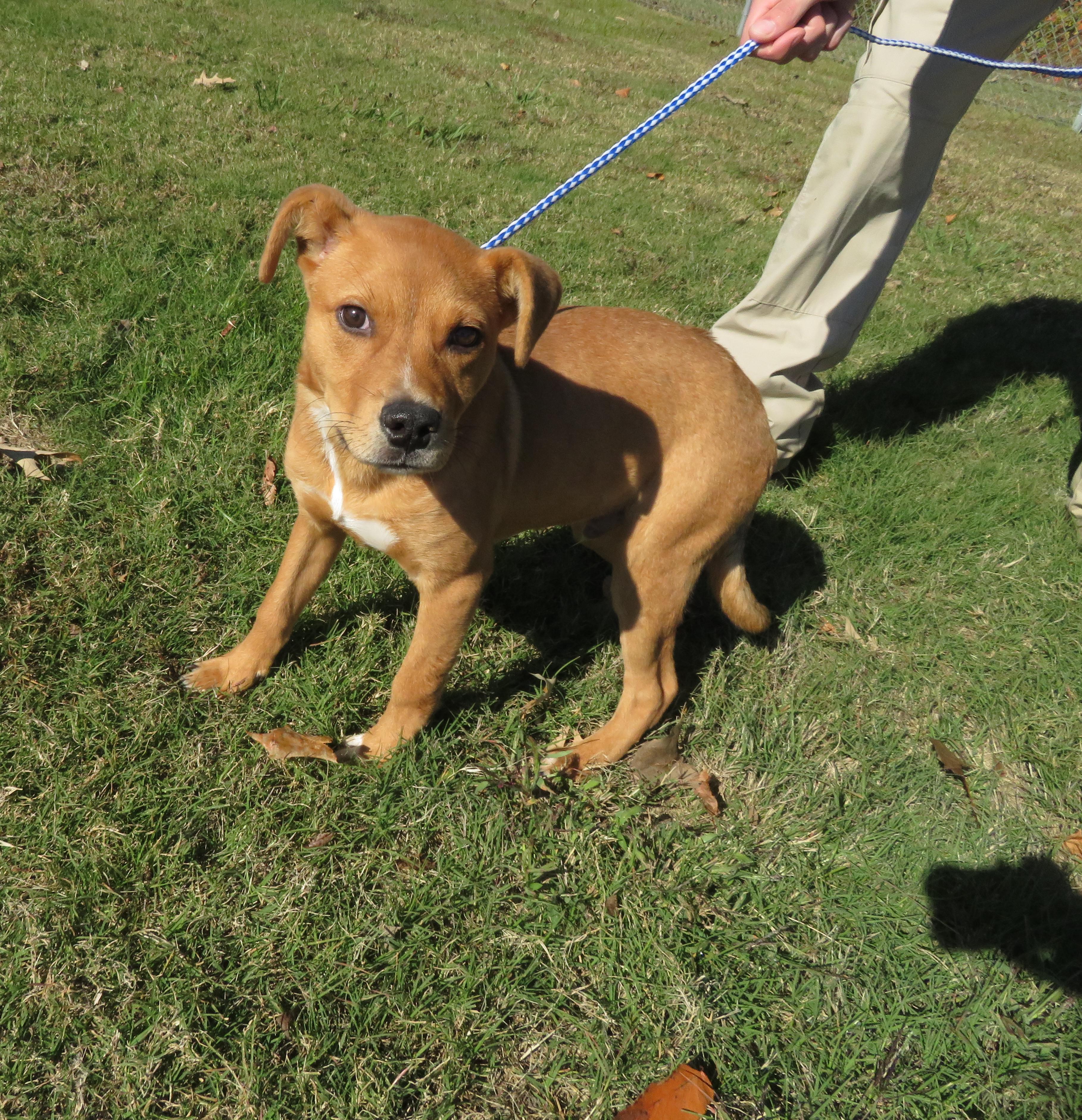 Zed, a Adoptable mixed breed in Nesbit, MS image 3/3