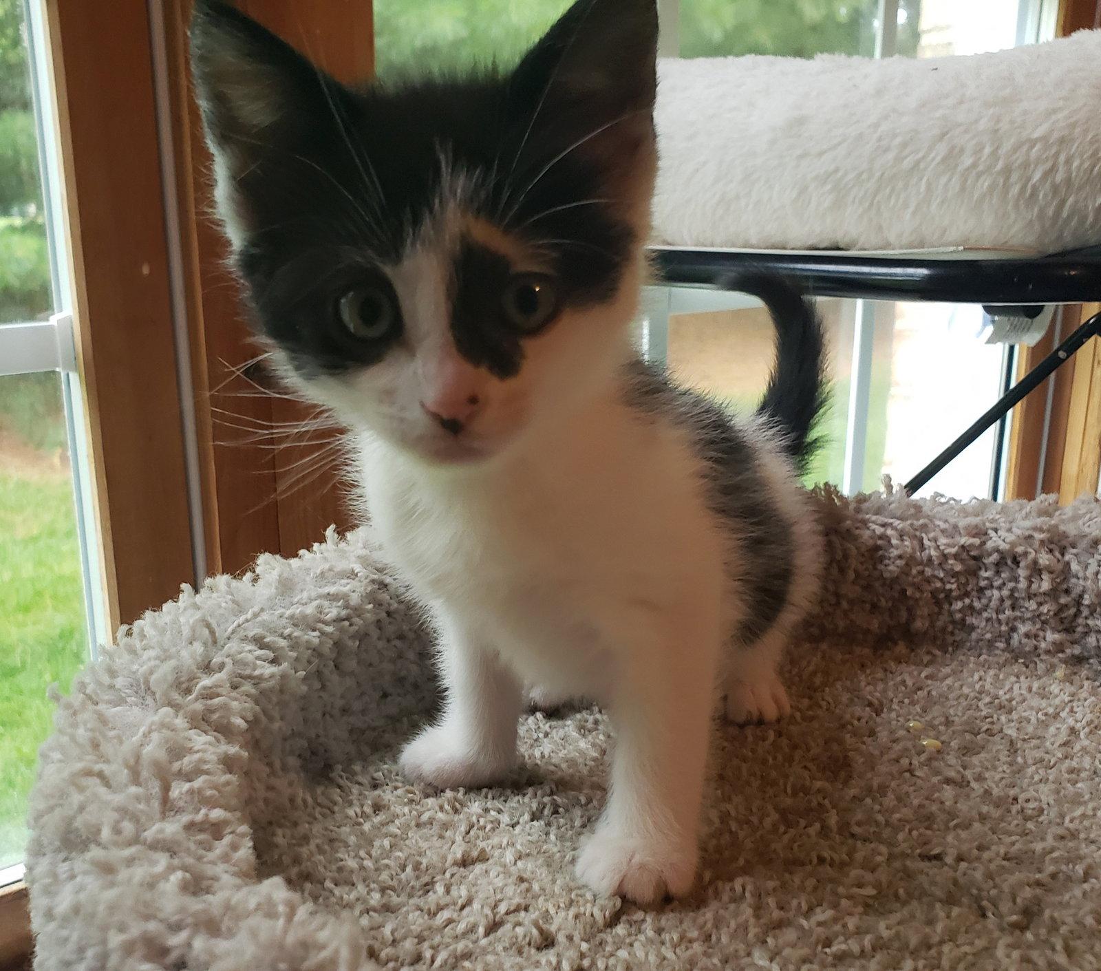 Shiner, Adoptable, Kitten Female Domestic Medium Hair.