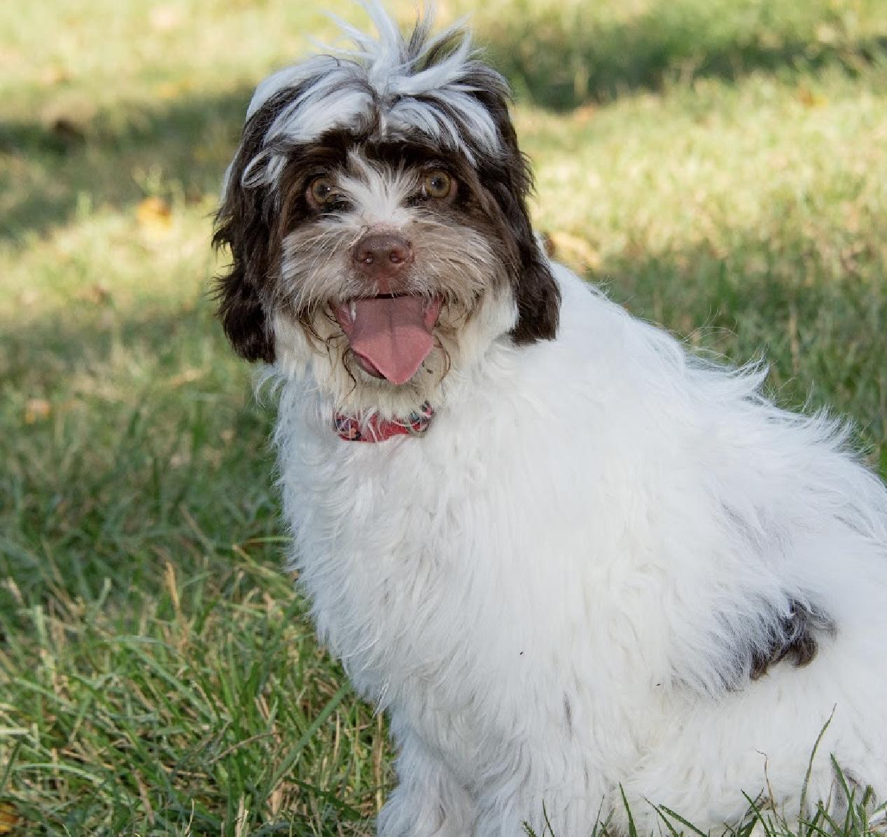 Hawking, an adoptable Cockapoo in Richmond, TX, 77406 | Photo Image 1