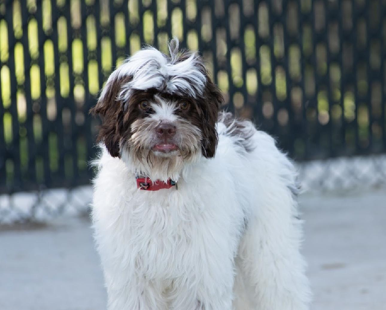 Hawking, an adoptable Cockapoo in Richmond, TX, 77406 | Photo Image 2
