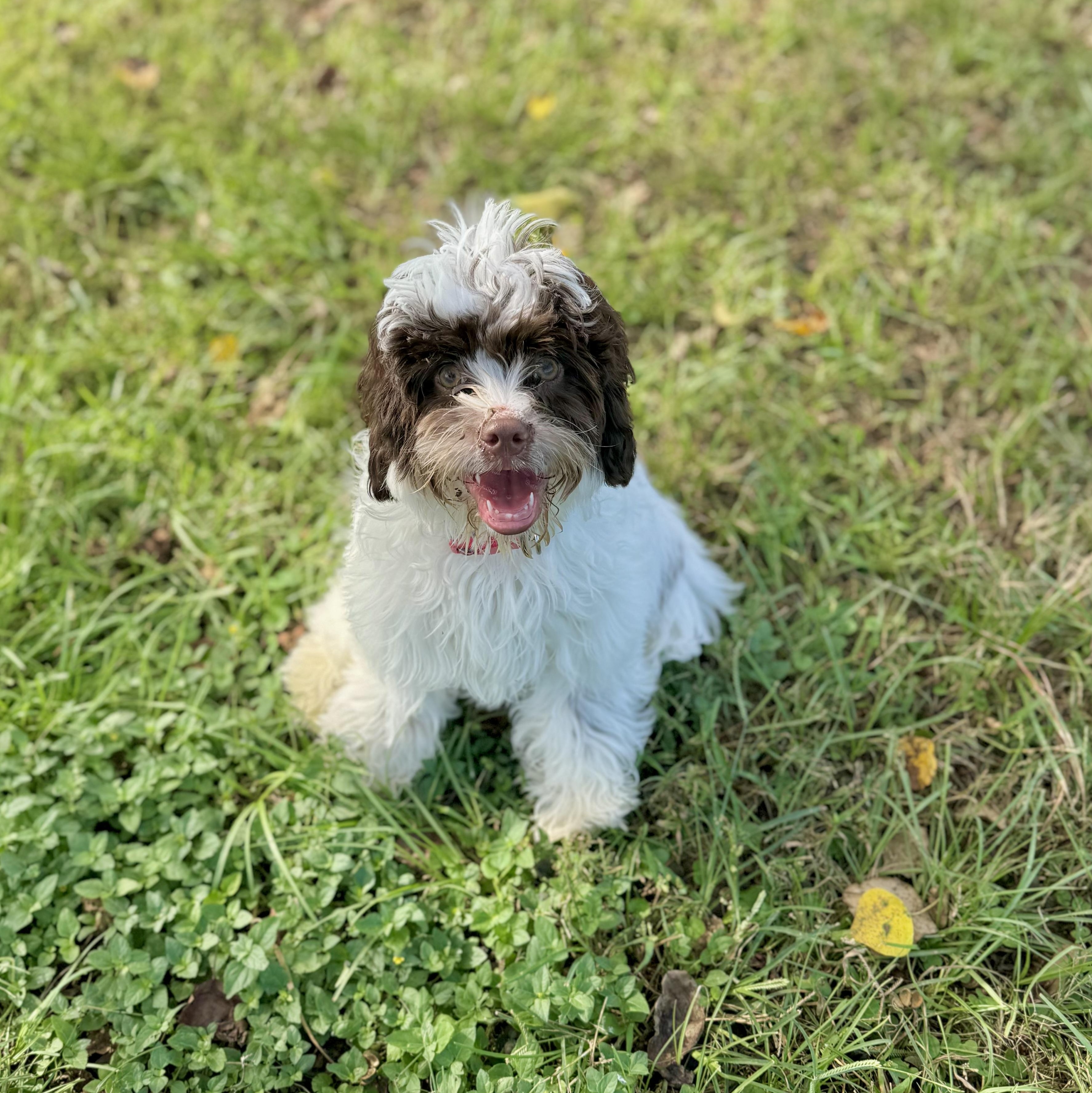Hawking, an adoptable Cockapoo in Richmond, TX, 77406 | Photo Image 3